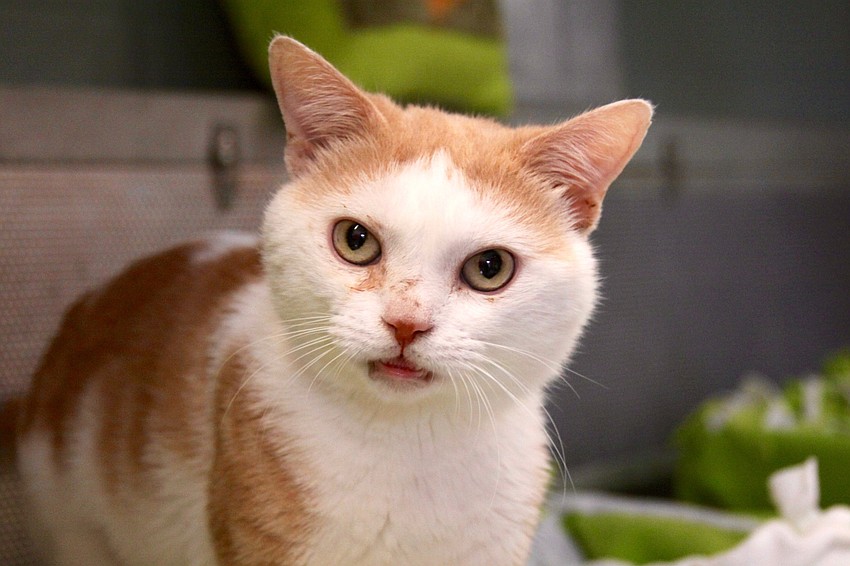 Courtesy photo. Custard