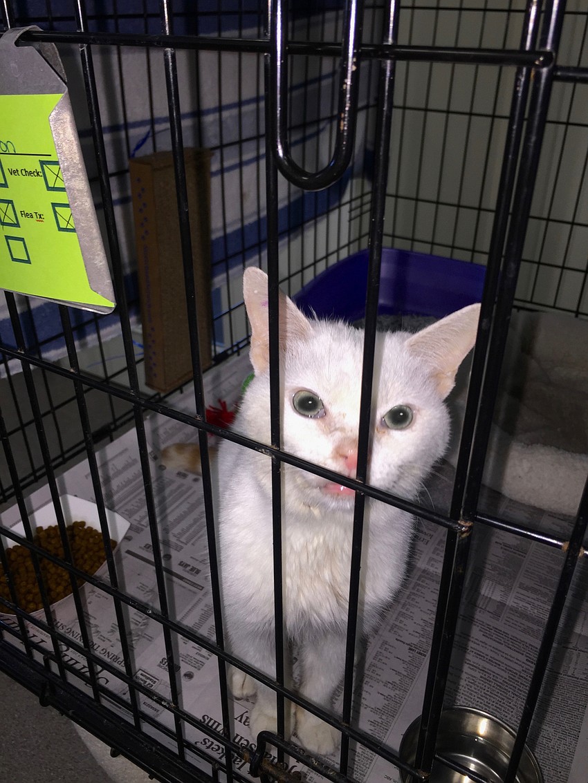 Courtesy photo. Boston shortly after arriving at Cat Depot.