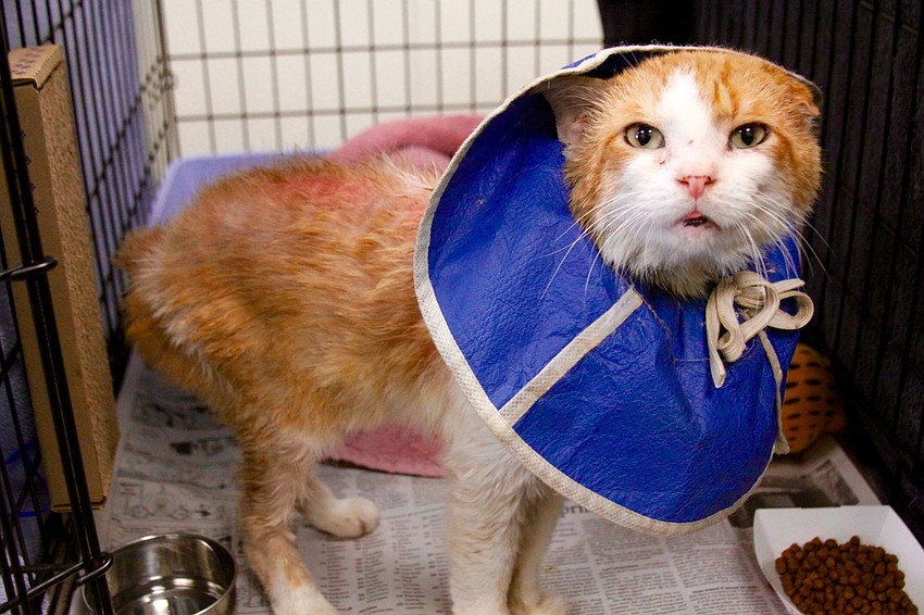 Courtesy photo. Glaze, now known as Bow Tie the Cat Depot spokescat when he first arrived in need of treatment.
