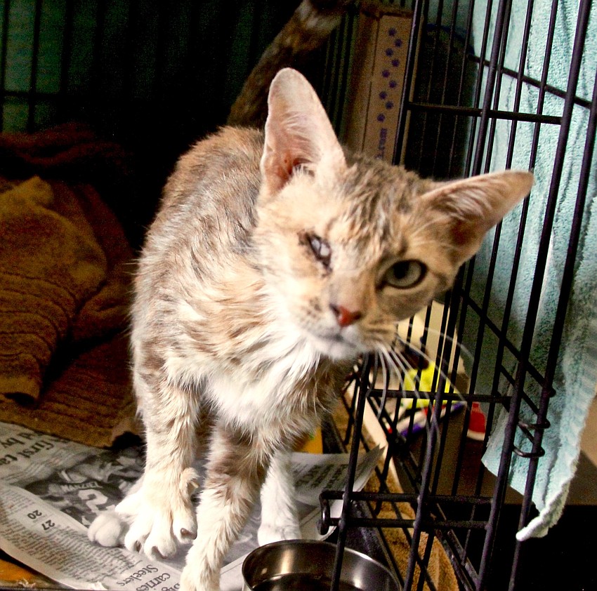Courtesy photo. Jelly, now known as Siya before she was healthy enough to be adopted.