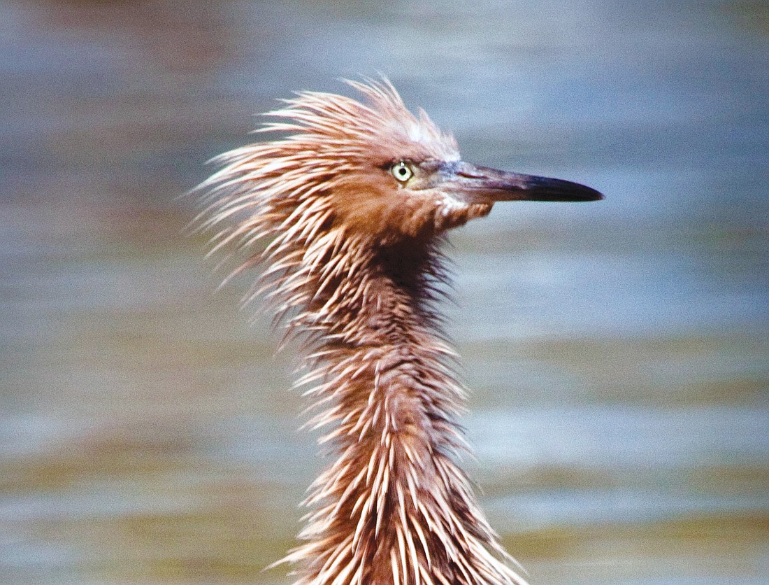 Ricky Perrone captured this shot of ruffled feathers along the downtown Sarasota bayfront.