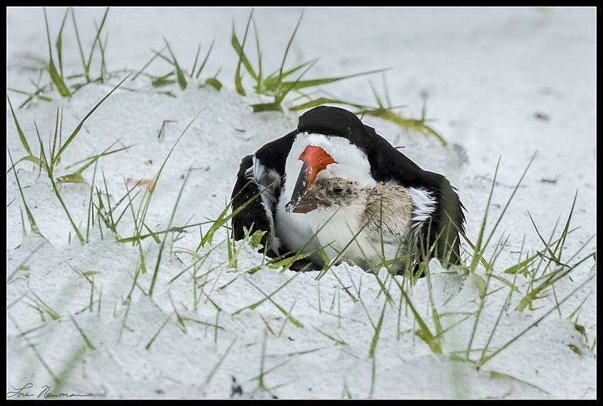 Skimmers adjust to life after Tropical Storm Colin.