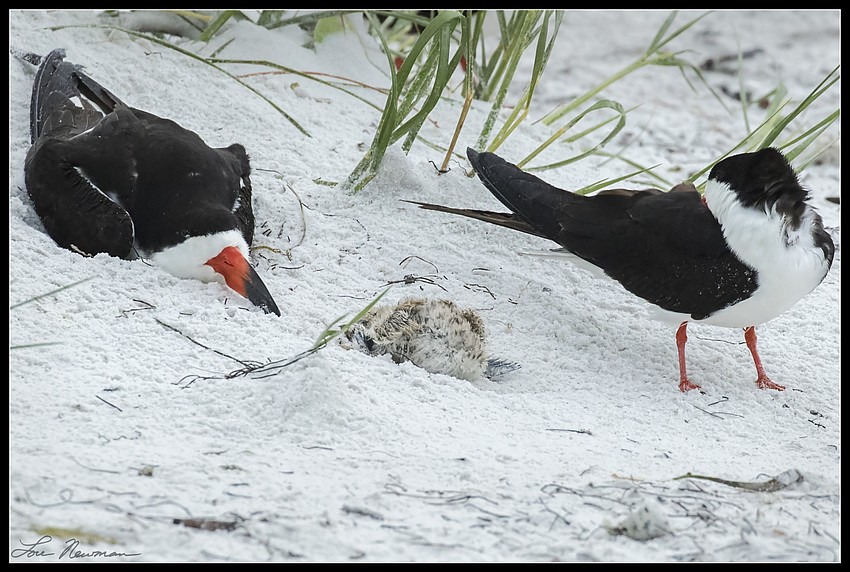 Skimmers adjust to life after Tropical Storm Colin.