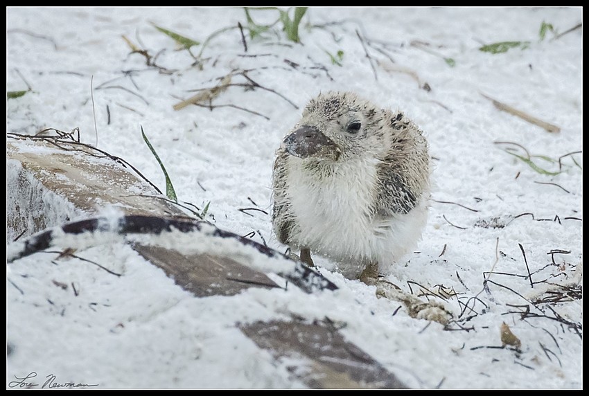The baby skimmer is one of 25 to have survived the tropical storm.