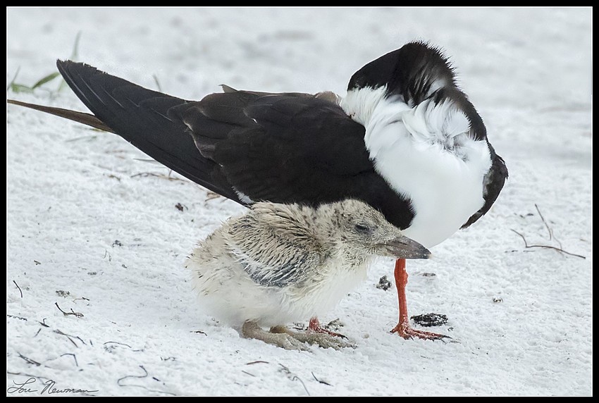 Skimmers adjust to life after Tropical Storm Colin.