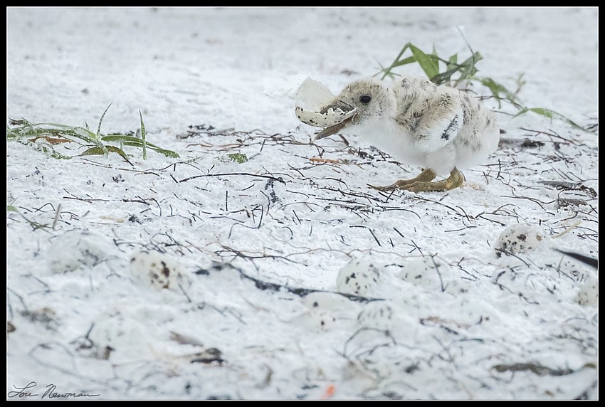 A hungry chick after the tropical storm