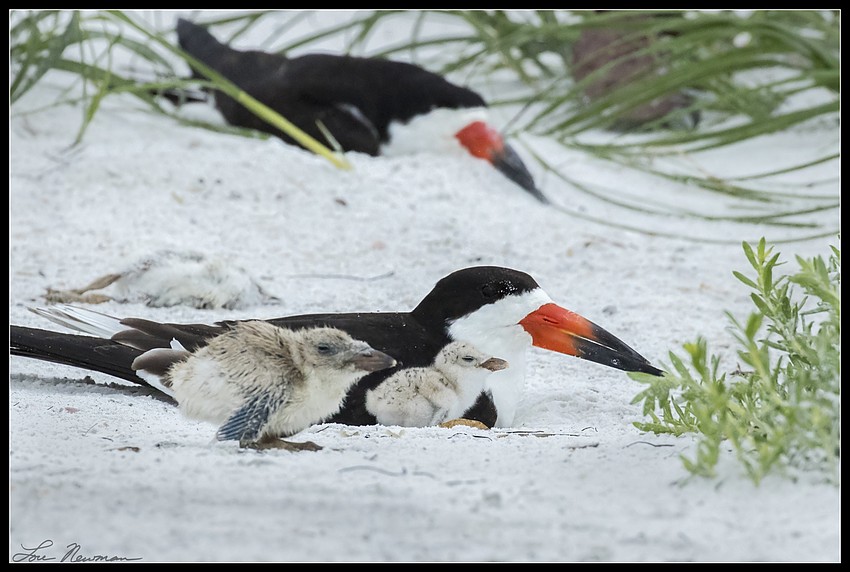 Skimmers adjust to life after Tropical Storm Colin.