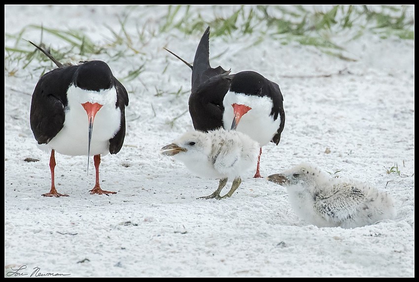 Skimmers adjust to life after Tropical Storm Colin.