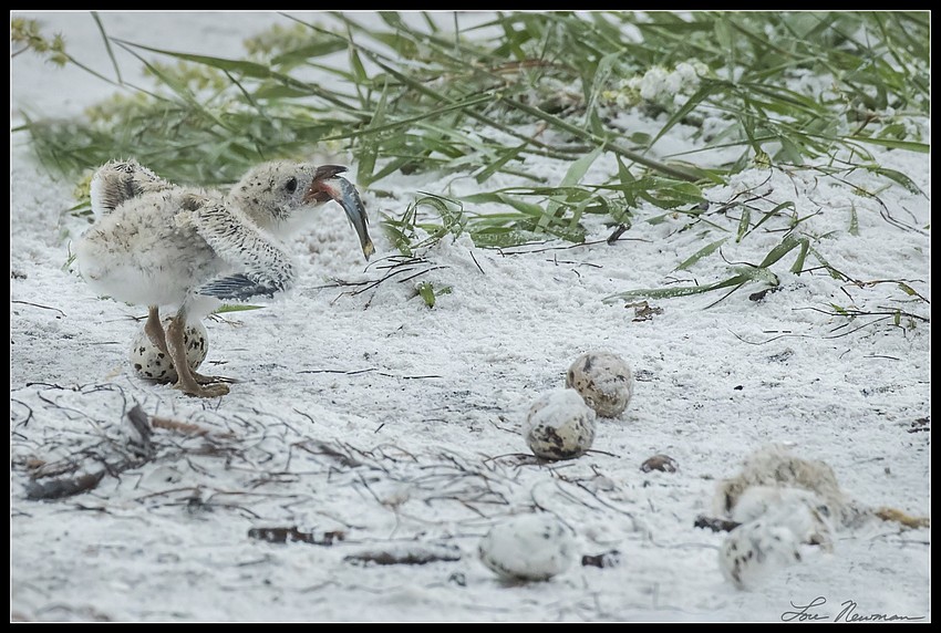 A hungry chick after the tropical storm