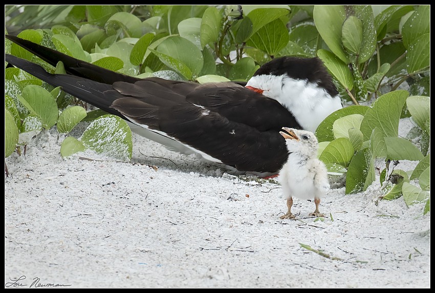 Skimmers adjust to life after Tropical Storm Colin.