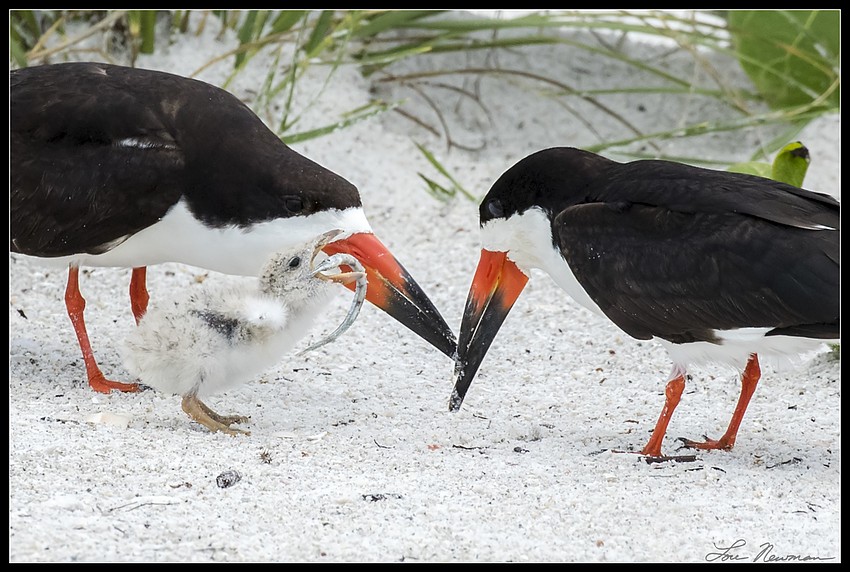 Skimmers adjust to life after Tropical Storm Colin.