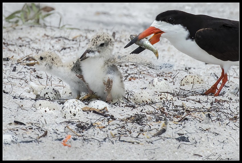 Skimmers adjust to life after Tropical Storm Colin.