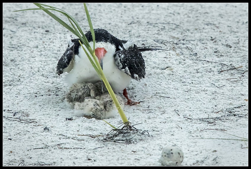 An adult skimmer protects its offspring during Tropical Storm Colin.