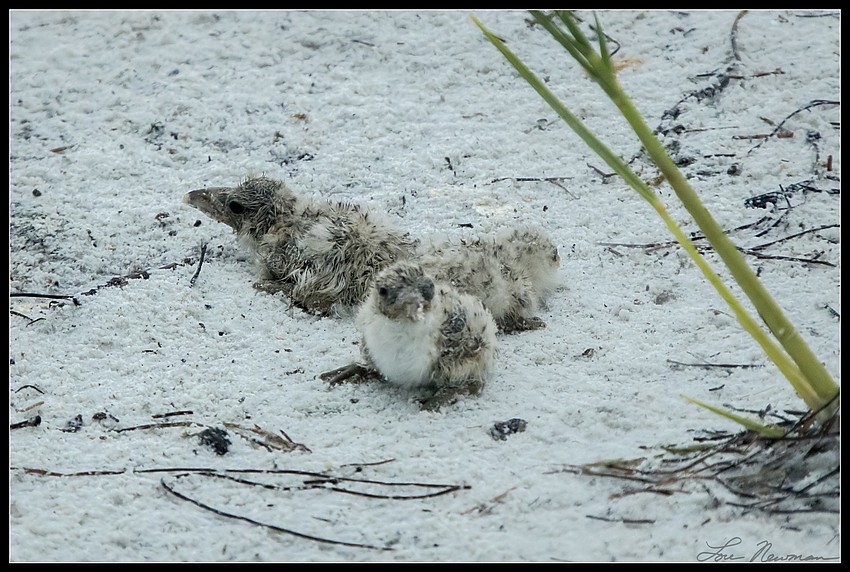 Skimmer chicks weather Tropical Storm Colin.