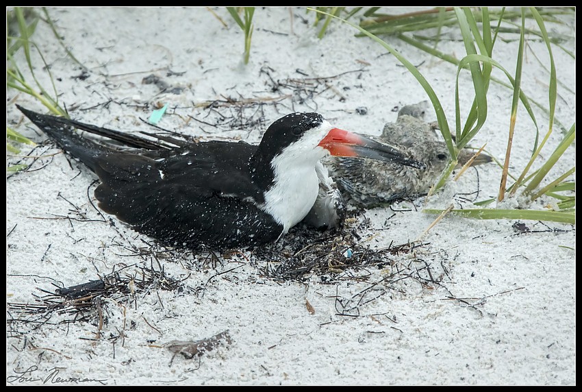An adult skimmer protects its offspring during Tropical Storm Colin.