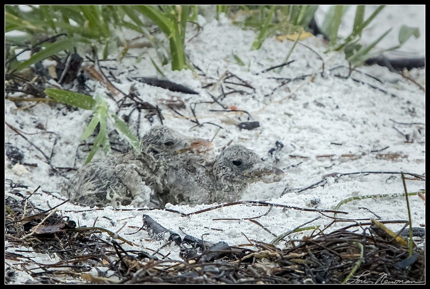 Skimmer chicks weather Tropical Storm Colin.