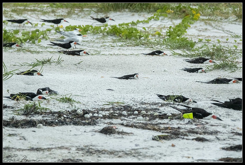 Skimmers weather Tropical Storm Colin.