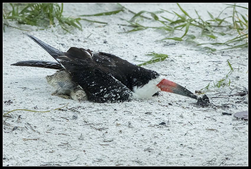 An adult skimmer protects its offspring during Tropical Storm Colin.