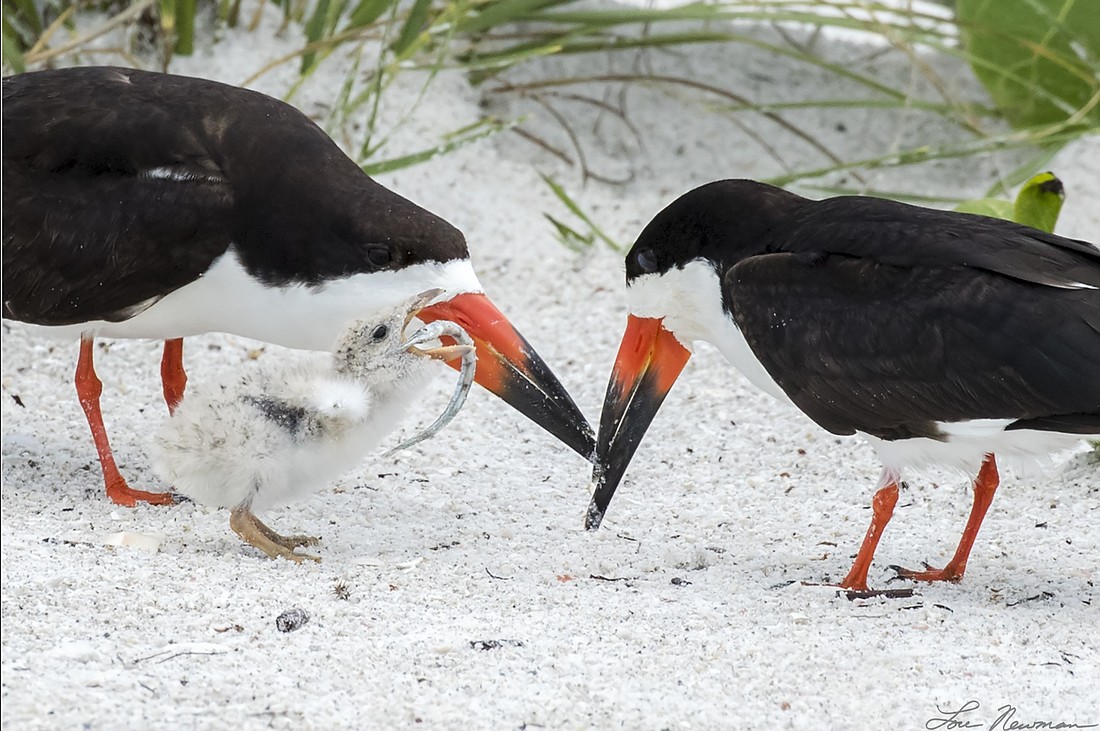 Lou Newman shared this picture of two adult black skimmers and a chick on Lido Key post-Tropical Storm Colin.