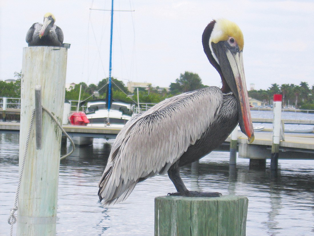 Barbara Belka was having lunch at Dry Dock Waterfront Grill on Longboat when she captured this shot of a pelican.