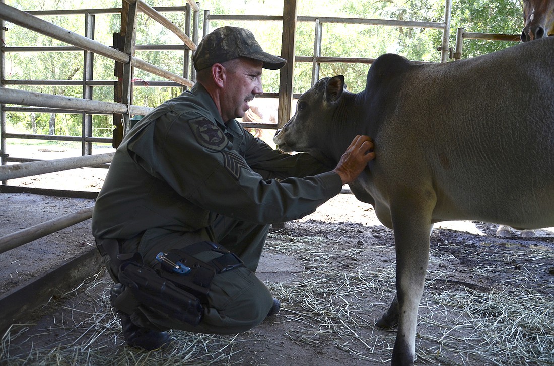 The agriculture angle doesn't end for Srg. Hendrickson when he goes home â€” his rural lifestyle continues with his rescued animals, including Riley, the miniature cow. Riley was dropped off at a feed store.