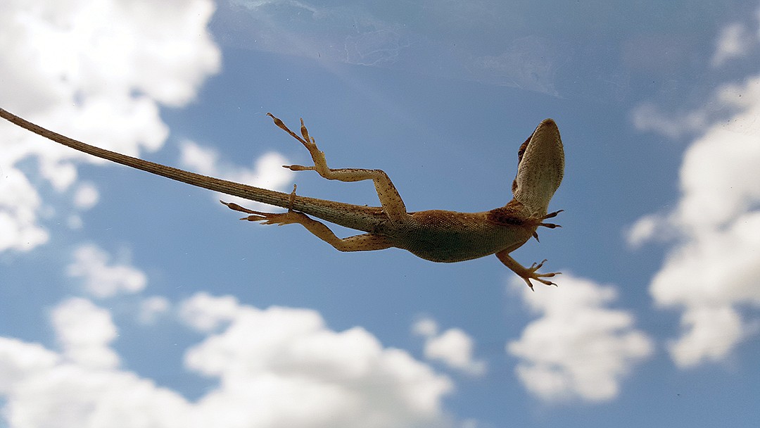 Bea Langsdorf captured this shot of a lizard taking a ride on her windshield on Siesta Key under a blue sky.