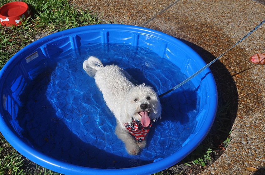Auggie cools off in a kiddie pool