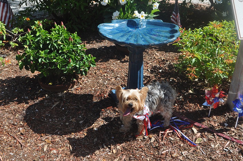 Zoe, a Yorkie, cools off in some shade