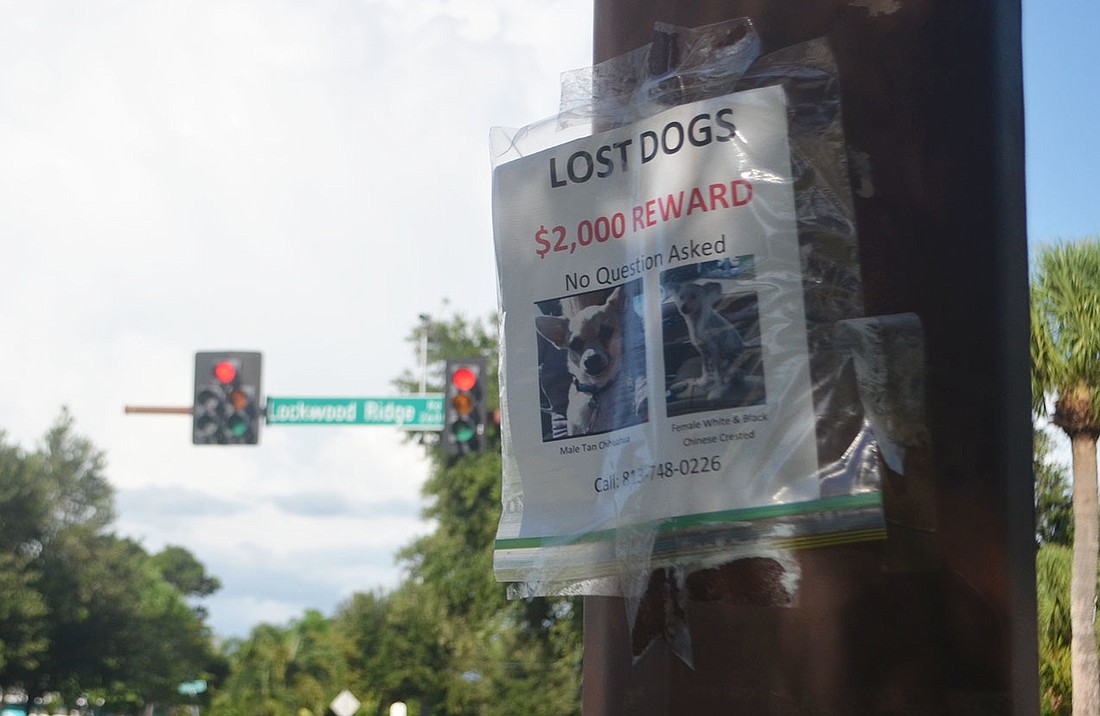 A flyer advertising a $2000 reward for two lost dogs flaps in the wind on the corner of Lockwood Ridge Road and Martin Luther King Jr. Way. Nonna Beetge has been looking for her two lost pets since they went missing on April 4.