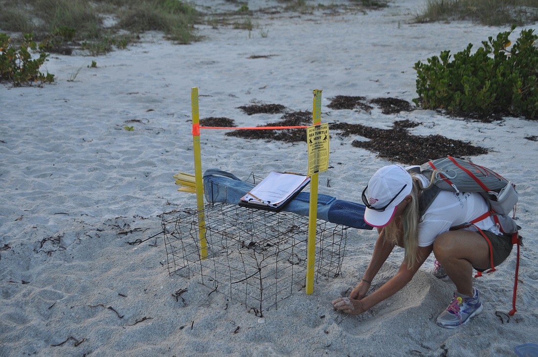 Trained volunteer Terri Driver checks the caging on a turtle nest.
