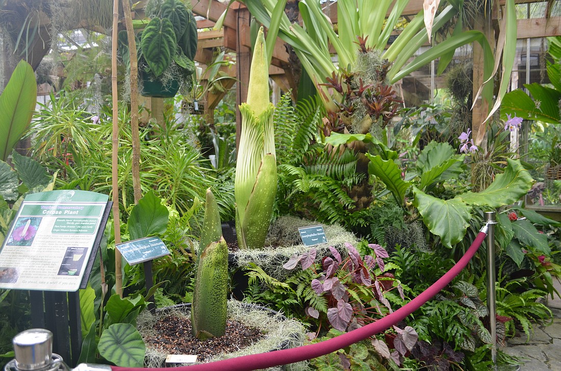 Audrey and Seymour the two corpse flowers at Marie Selby Botanical Gardens.