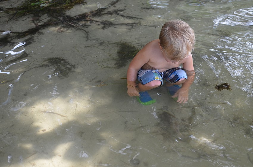 Hayes Ferrell, 2, plays in the water during “The Coast Counts” Camp at Mote Marine Laboratory and Aquarium.