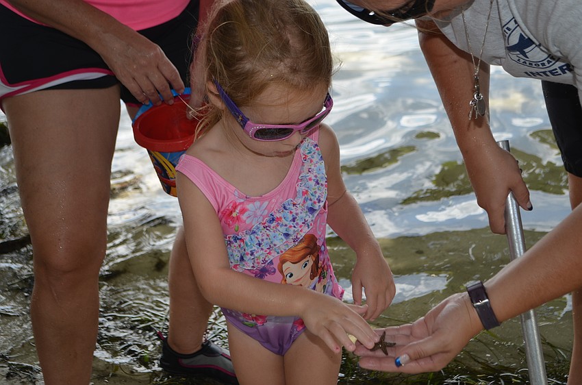 Leandra DiMarco, 3, touches a starfish found by a Mote intern
