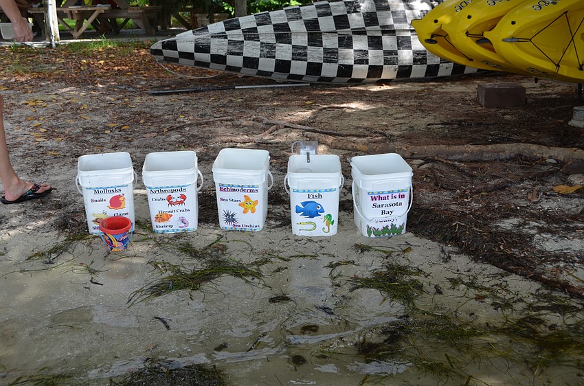 Campers put the marine wildlife they caught in these assorted buckets before releasing them back in the water.
