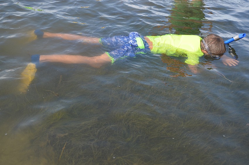 Charlie Reber, 11, looks for marine wildlife while snorkeling on the Sarasota Bay