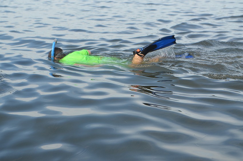 Cooper Couden, 12, looks for marine wildlife while snorkeling during Mote’s Sea Sleuths summer camp.