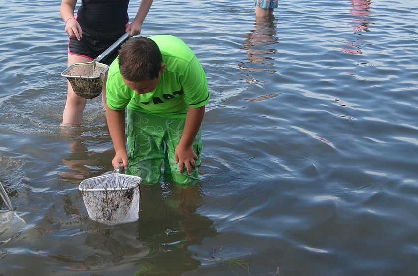 Cooper Couden, 12, checks his net for marine wildlife.