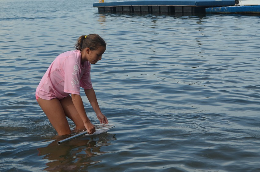 Eloise Christen, 12, carefully brings her net toward shore to see what she caught.
