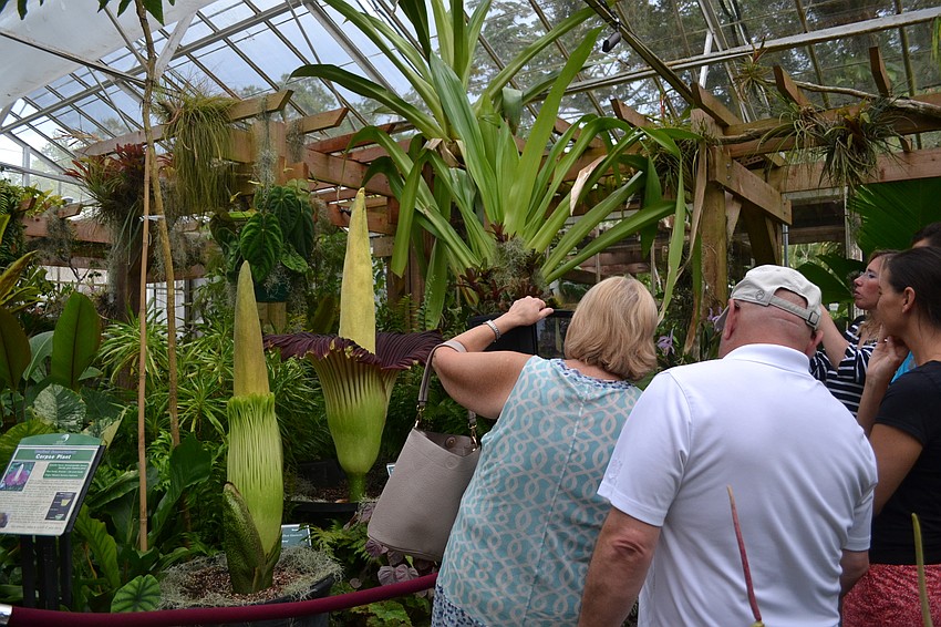 Mary Jalwan had to take a photograph to prove she saw Seymour the corpse flower.