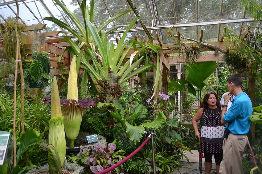 Crowds gathered to breathe in Seymour the corpse flower in the conservatory at Marie Selby Botanical Gardens.