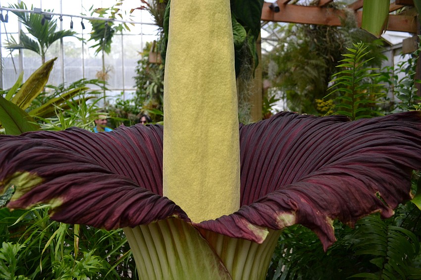 The root of the smell lies in the base of the corpse flower inside of the bloom.