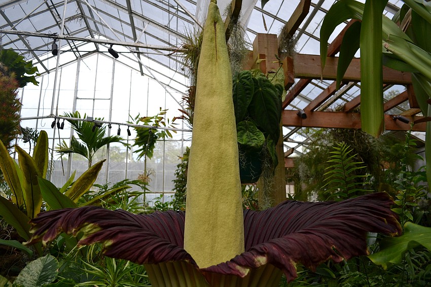 Seymour stands about 60 inches tall.