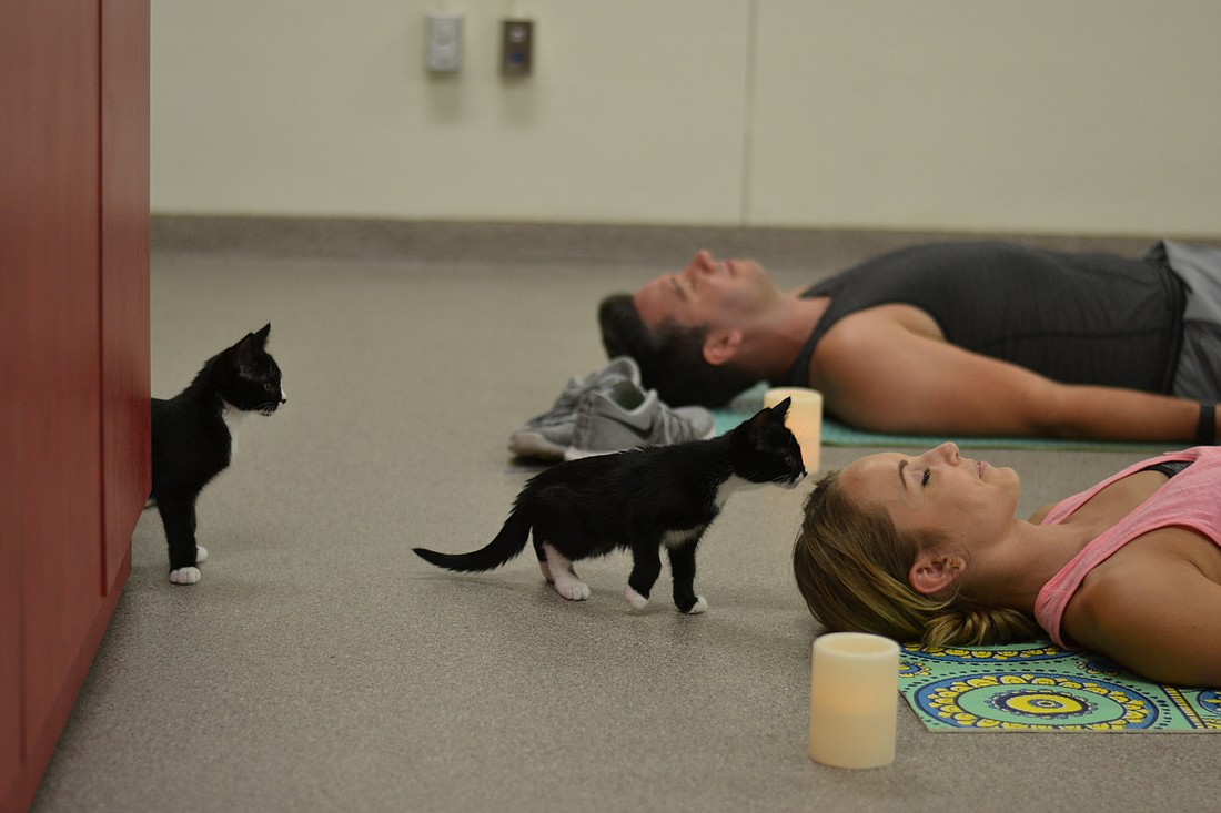 Kittens Ari and Ori scope out the class while Steven and Christine relax to start the class.