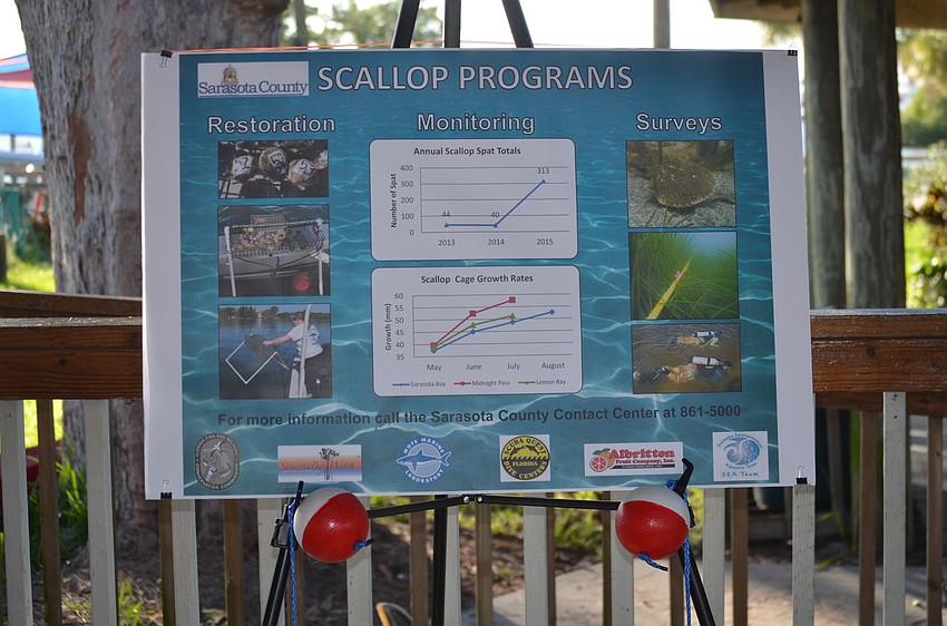 The Sarasota Bay Watch held its 9th annual Scallop Search on Aug. 13.