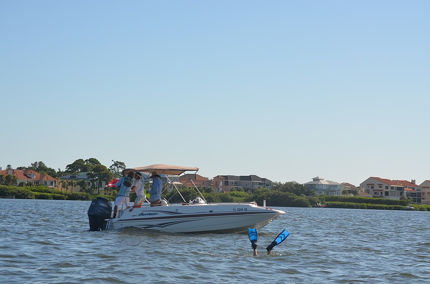 Volunteers searched for scallops during the annual Sarasota Bay Watch Scallop Search on Aug. 13.