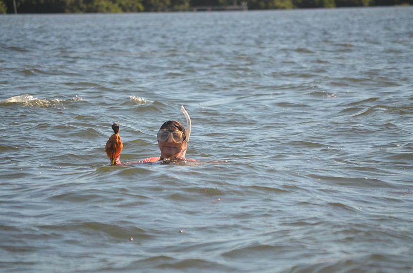 Jennifer Schafer searches for scallops during the annual Scallop Search. Aside from scallops, volunteers saw starfish, stingray and other shells.