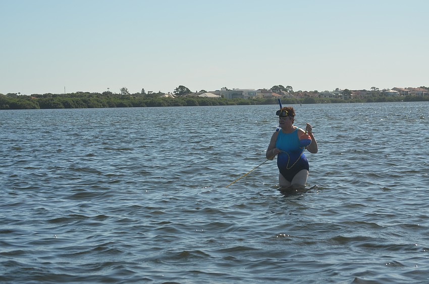 Robin Callahan, a four year veteran of the scallop search, pulls a rope out to section off the area she is searching.