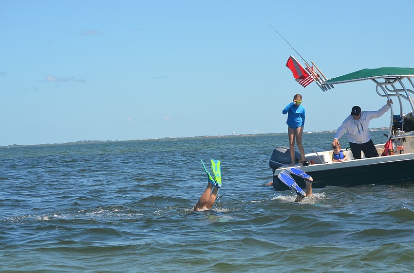 Volunteers snorkel around the bay looking for live scallops. If found, the live scallops are not taken out of the water.