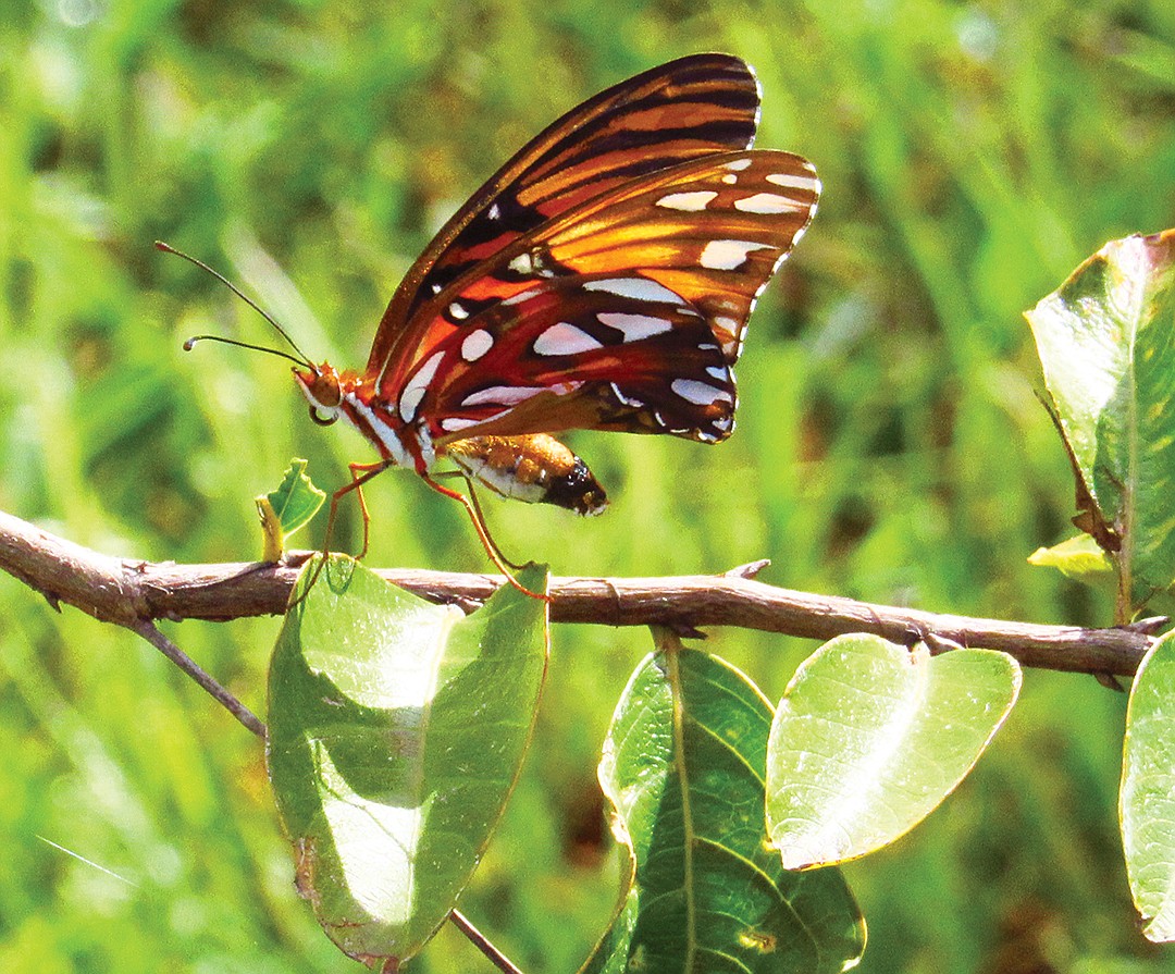 Jeannie Sparks captured this shot of a butterfly in the marsh on River Club Road in Lakewood Ranch.