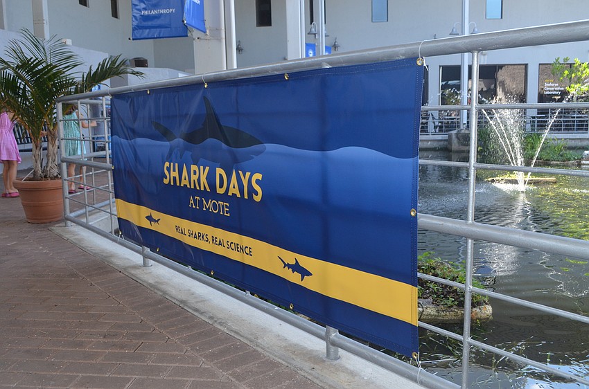 The Fins and Fun Family Festival was the celebratory conclusion to Mote’s annual Shark Days.
